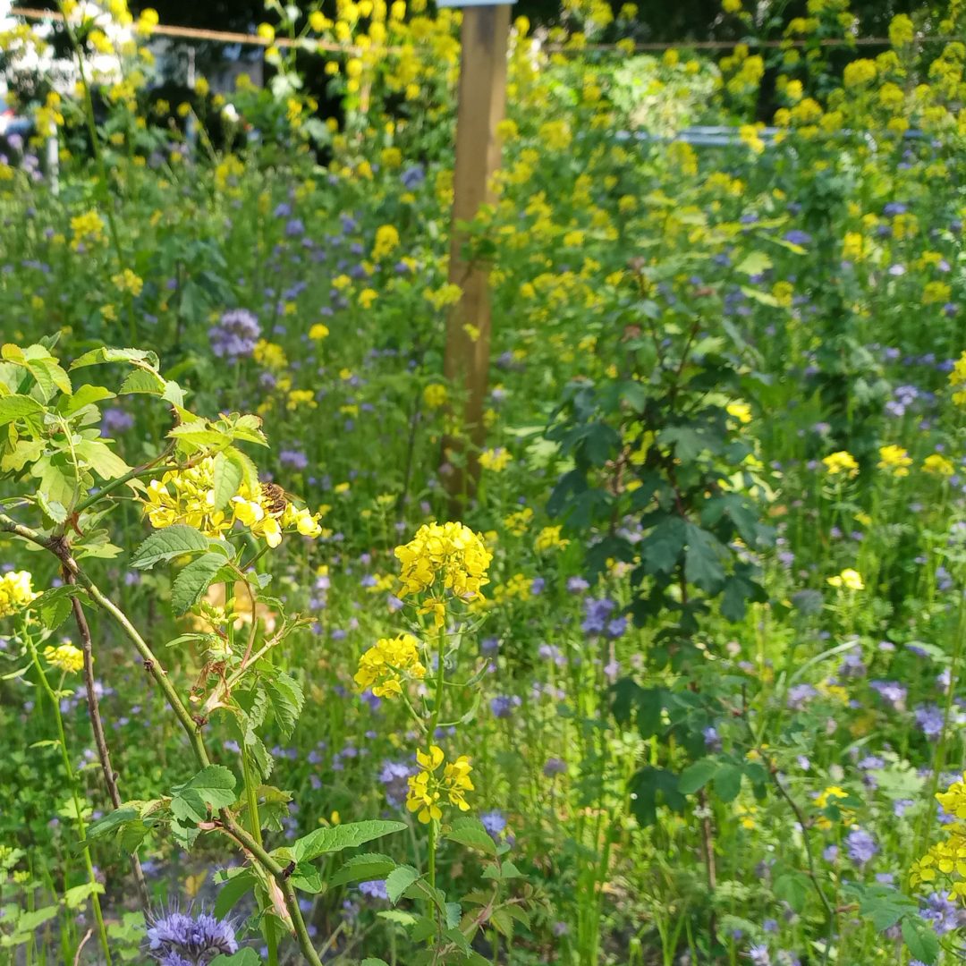 Blumen in einem Tiny Forest