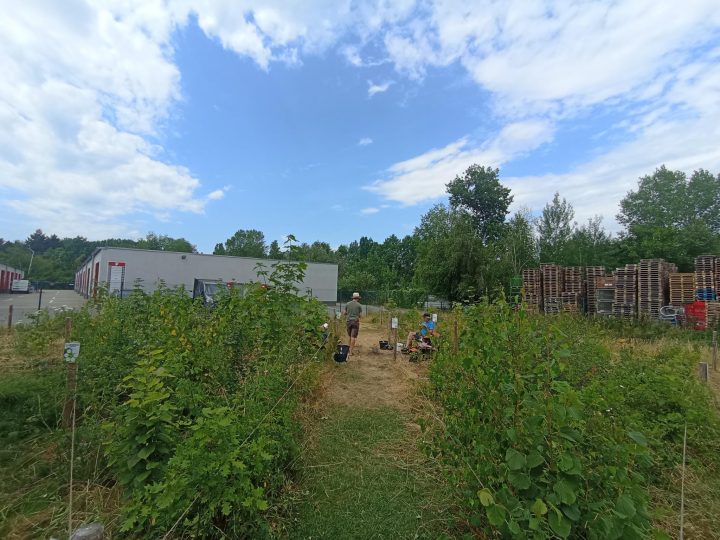 250626_bb_geyer_MG_155236_017 Berliner Bäume e.V., Tiny Forest, Geyer Umformtechnik GmbH, Berlin
