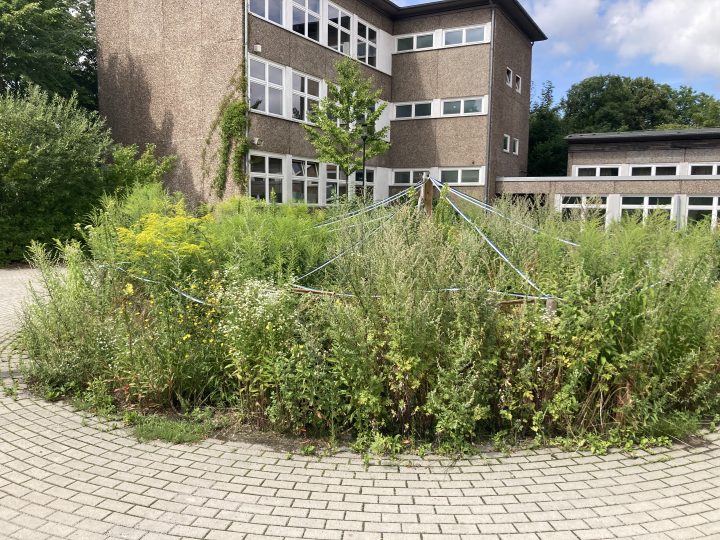 bb_fks_MKW_IMG_8017_250722 Tiny Forest, Fritz-Karsen-Schule, Berlin