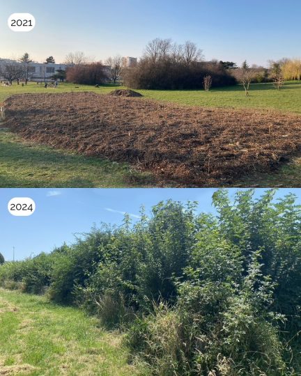 bb_nwsl2_boomforest Vorher/nachher Boomforest