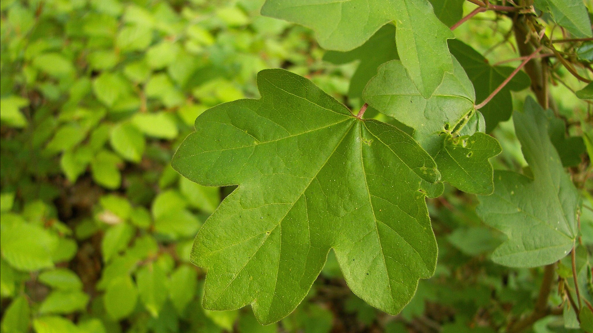 willow_Acer_campestre_2368px