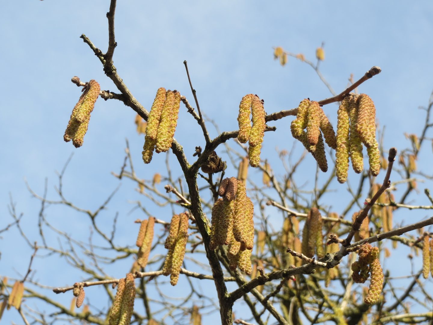 Baumhasel (Corylus colurna)