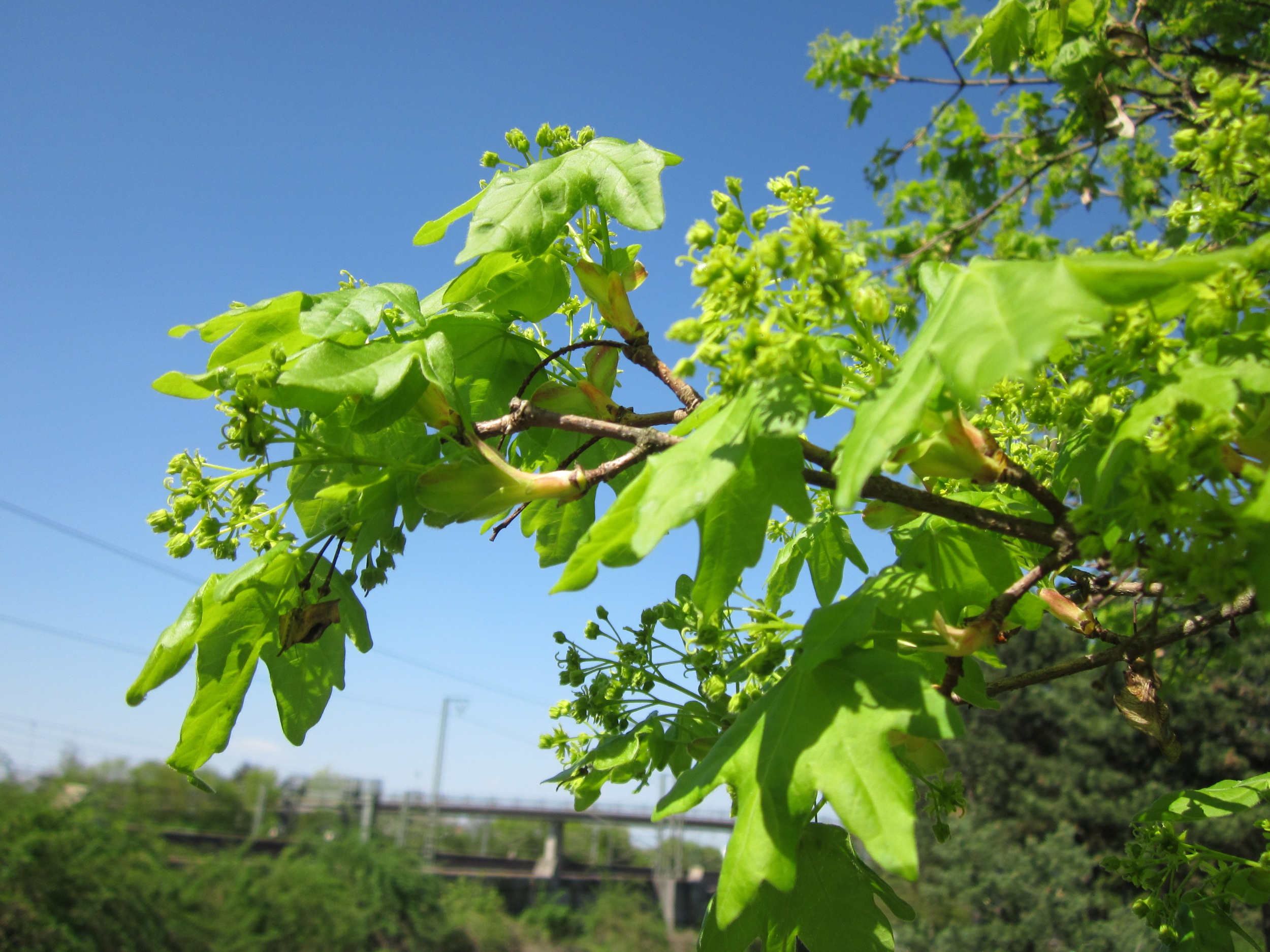 Gelappte grüne Blätter und gelbgrüne Blüten des Feldahorns vor blauem Himmel