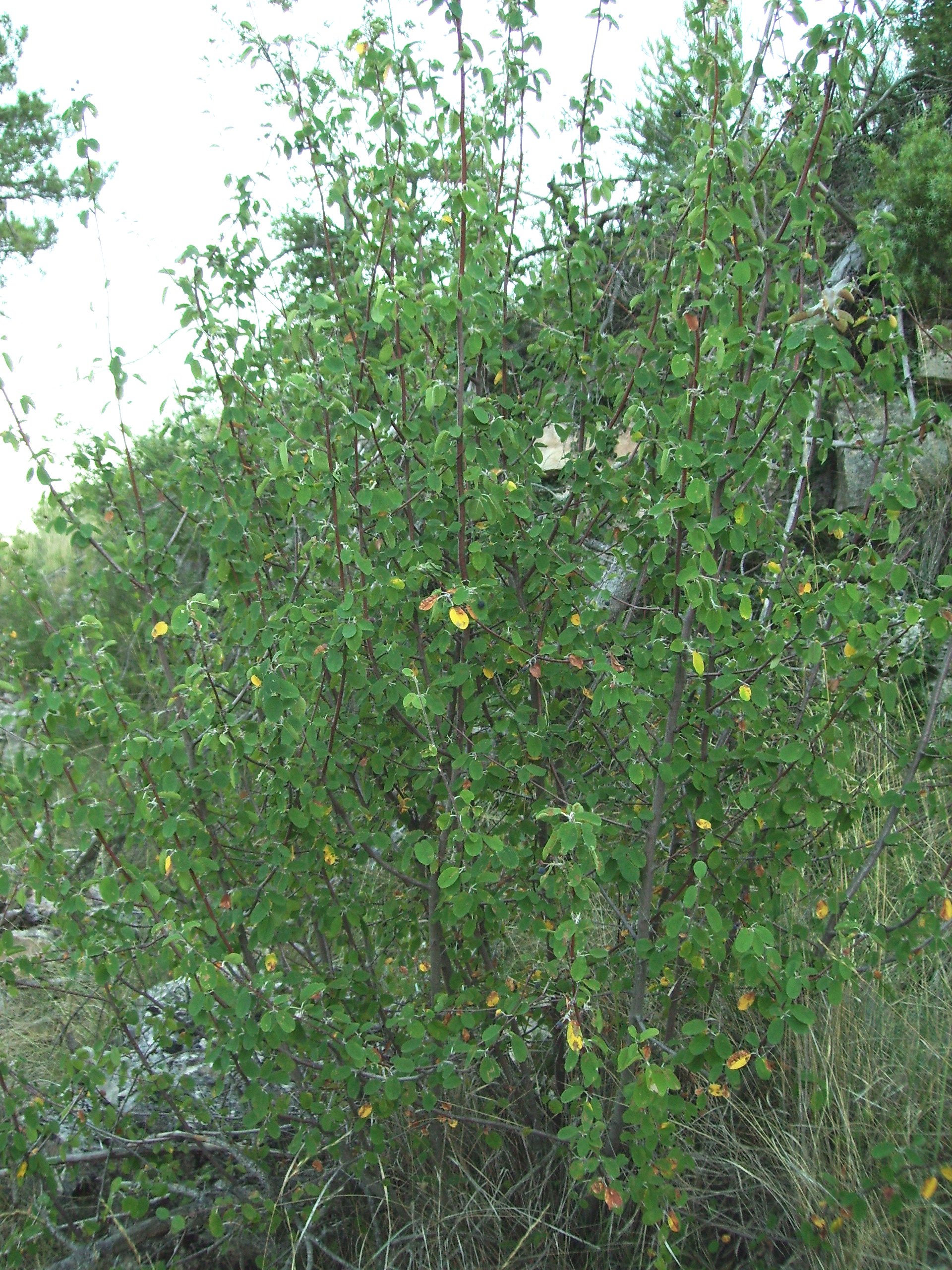 Gewöhnliche Felsenbirne (Amelanchier ovalis)