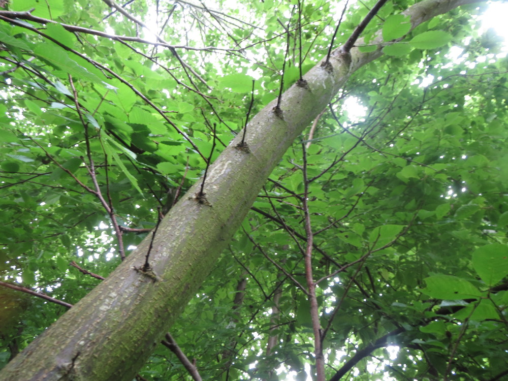 Flatterulme (Ulmus laevis)