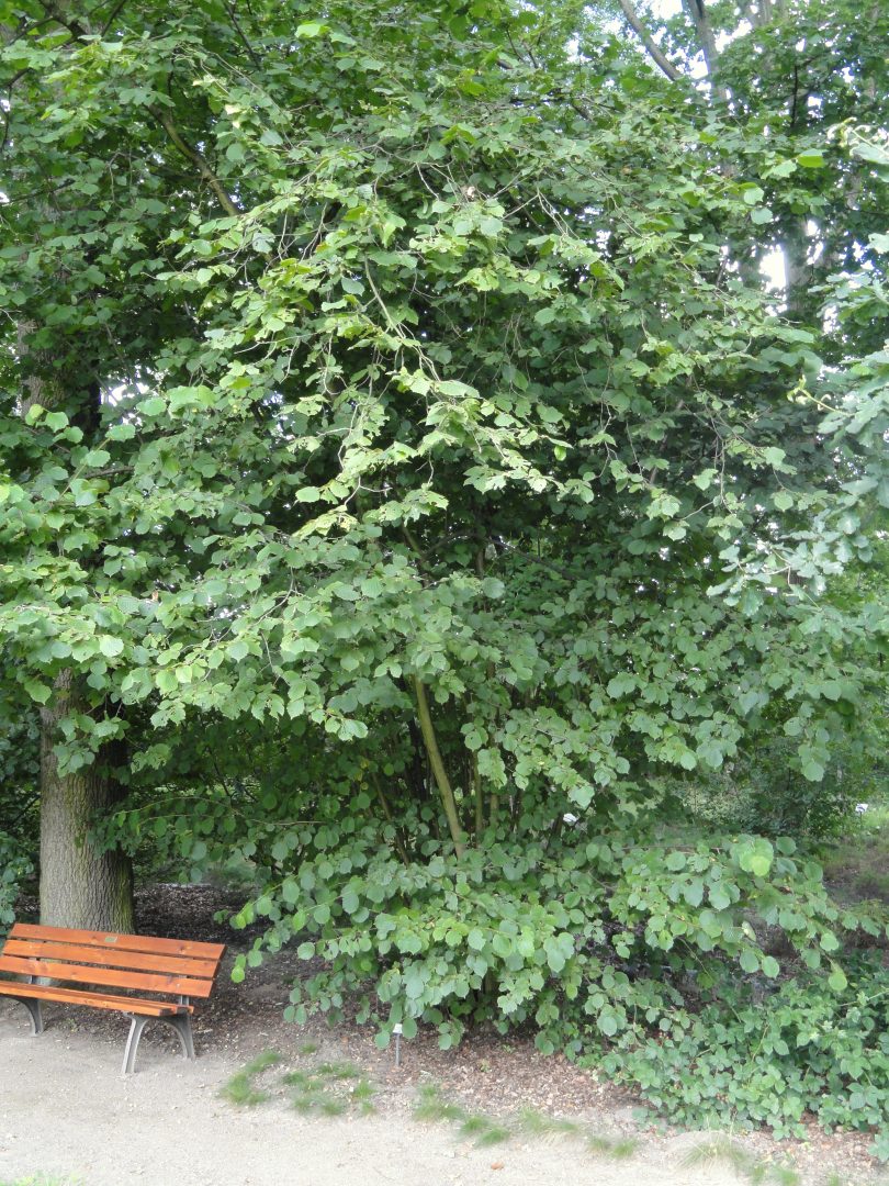 Haselnuss (Corylus avellana)
