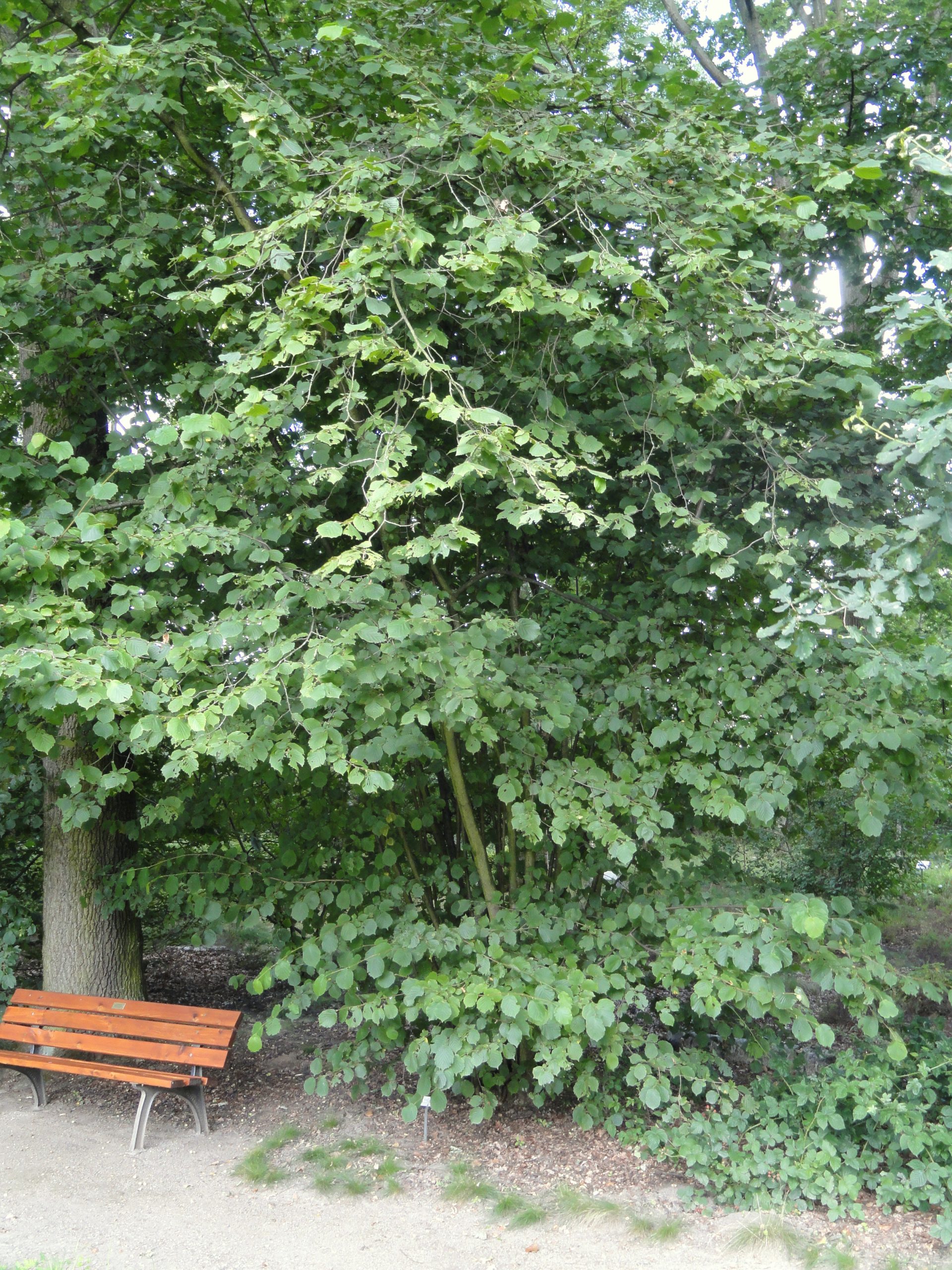 Haselnuss (Corylus avellana)