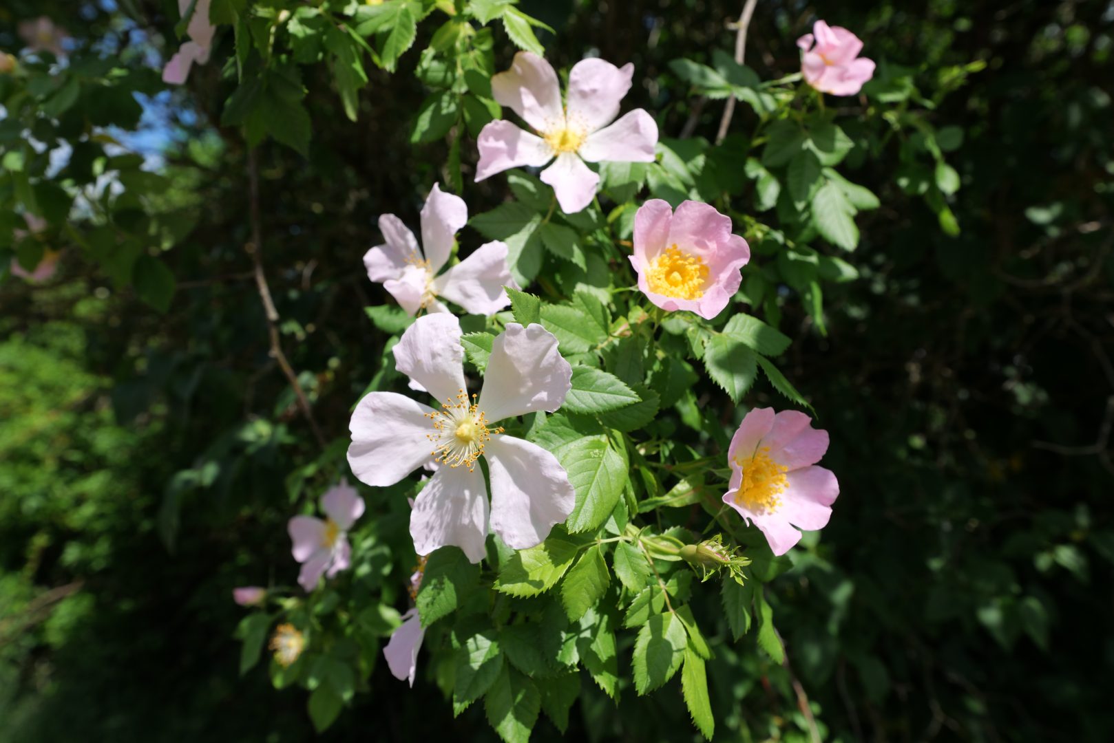 Hundsrose (Rosa canina)