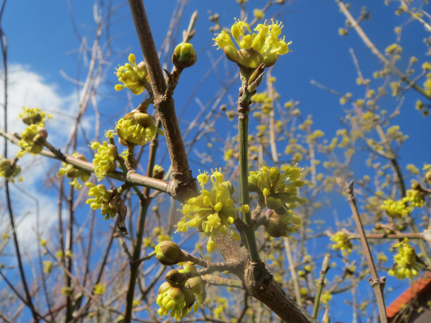 Kornelkirsche (Cornus mas)