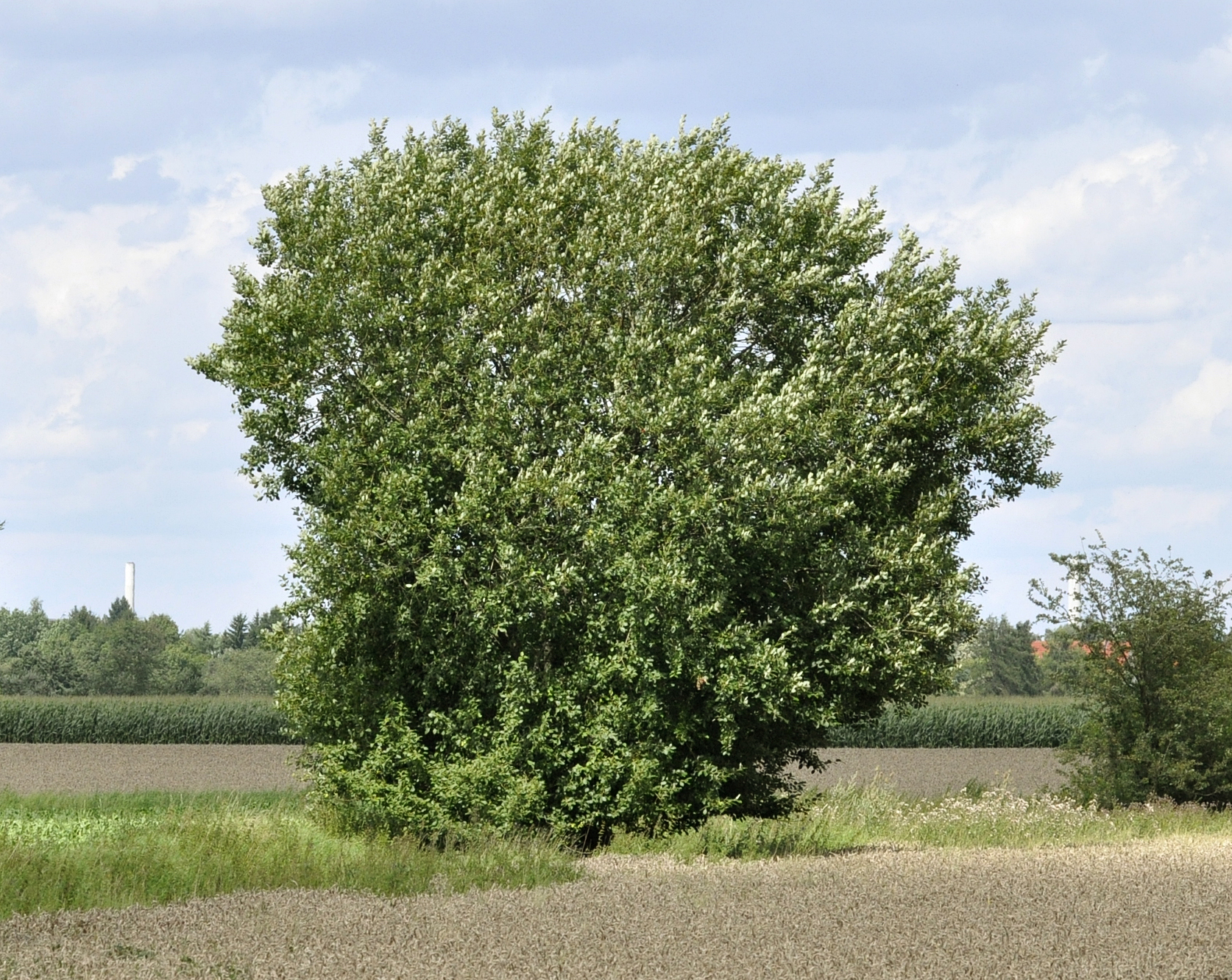 Sal-Weide (Salix caprea)