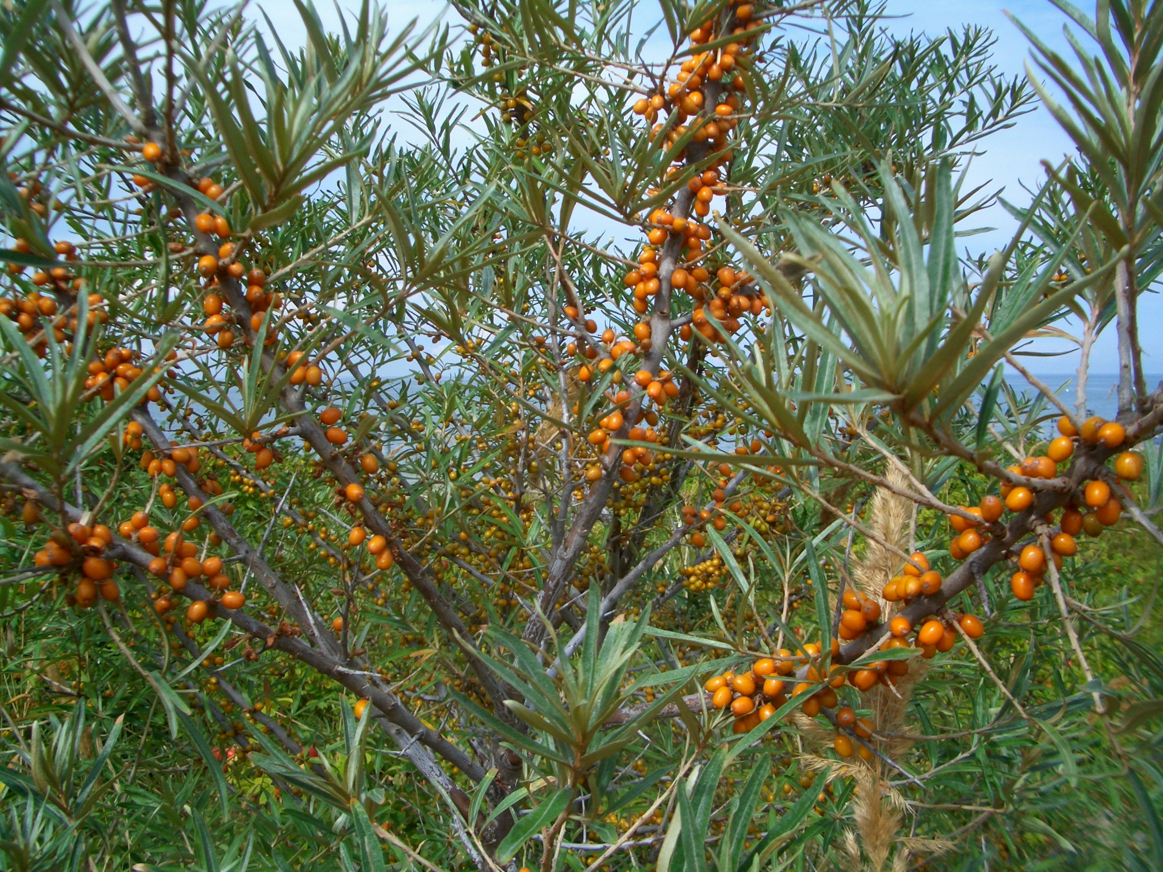 Sanddorn (Hippophae rhamnoides)