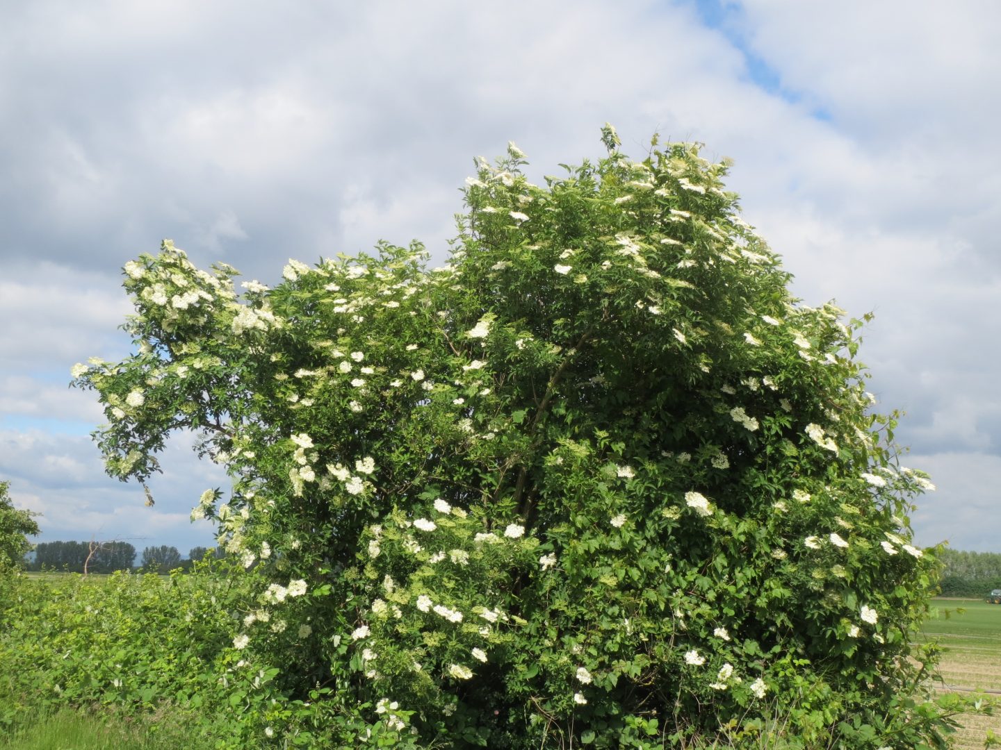 Schwarzer Holunder (Sambucus nigra)