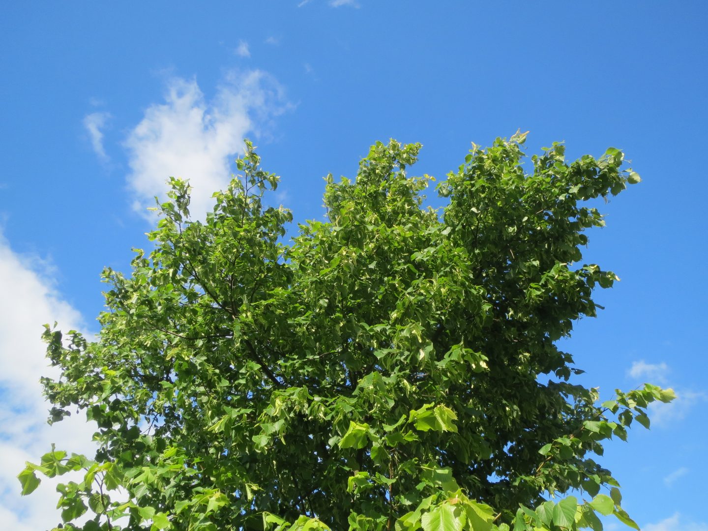 Sommerlinde (Tilia platyphyllos)