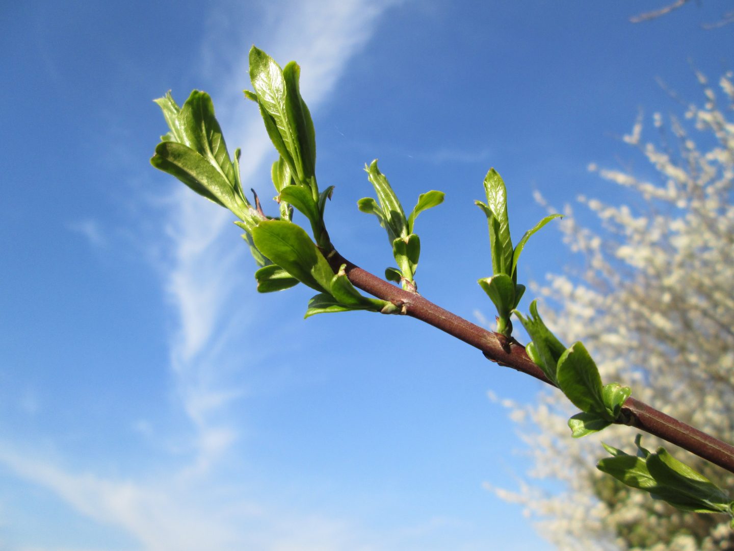 Spindelstrauch (Euonymus europaeus)