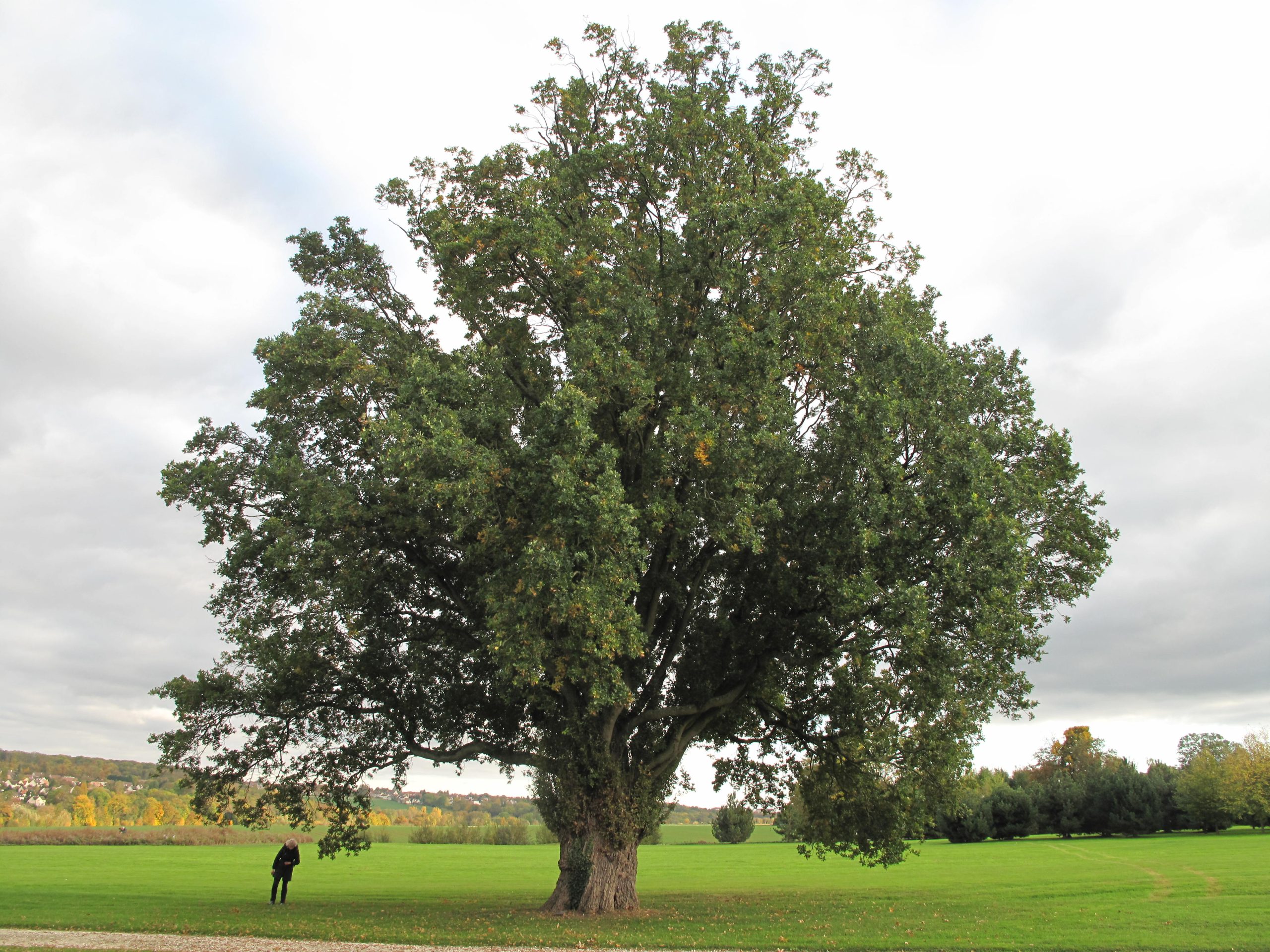 Säulenförmige Gartenform der Stieleiche (Quercus robur Fastigiata)