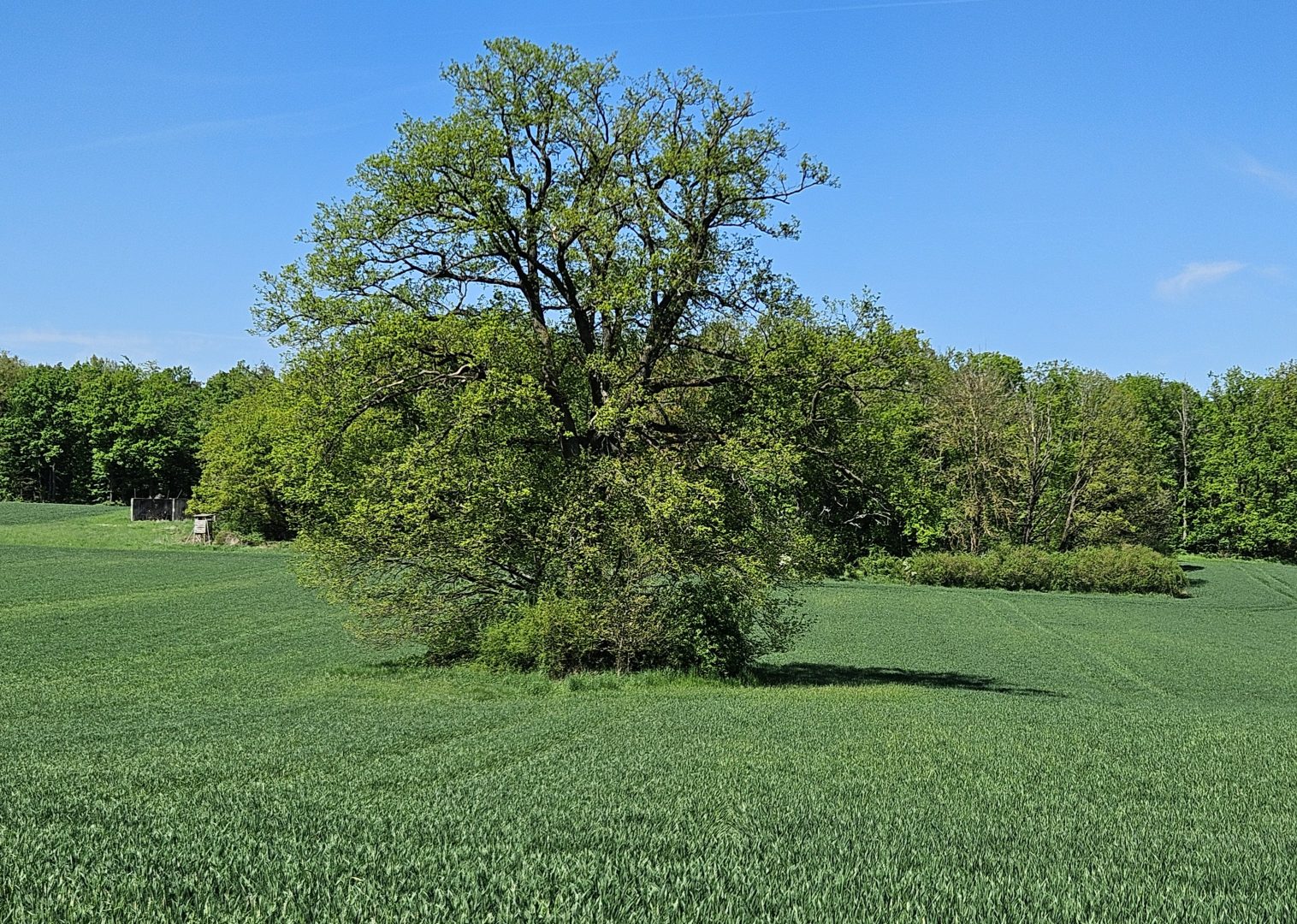 Traubeneiche (Quercus petraea)