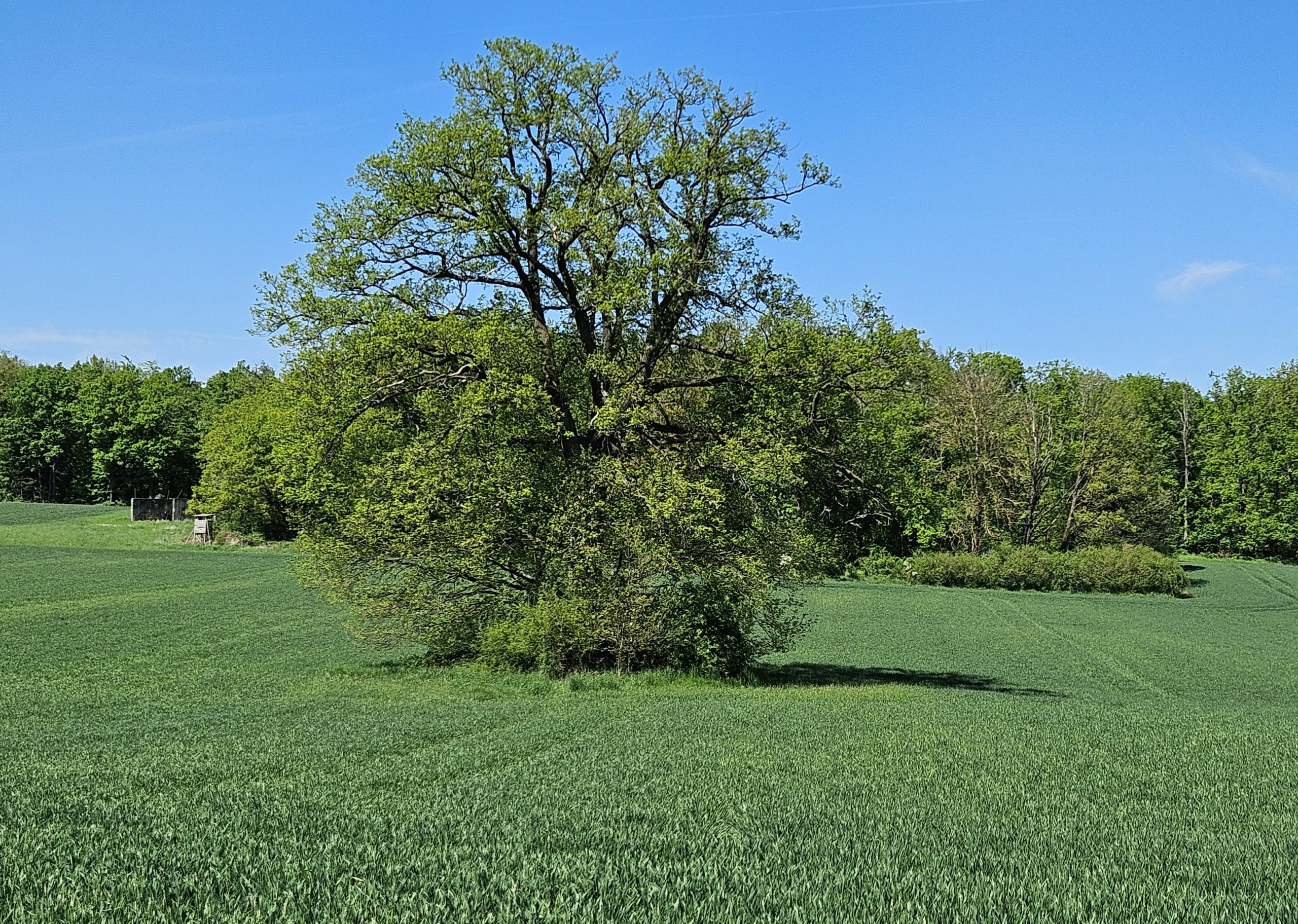 Traubeneiche (Quercus petraea)