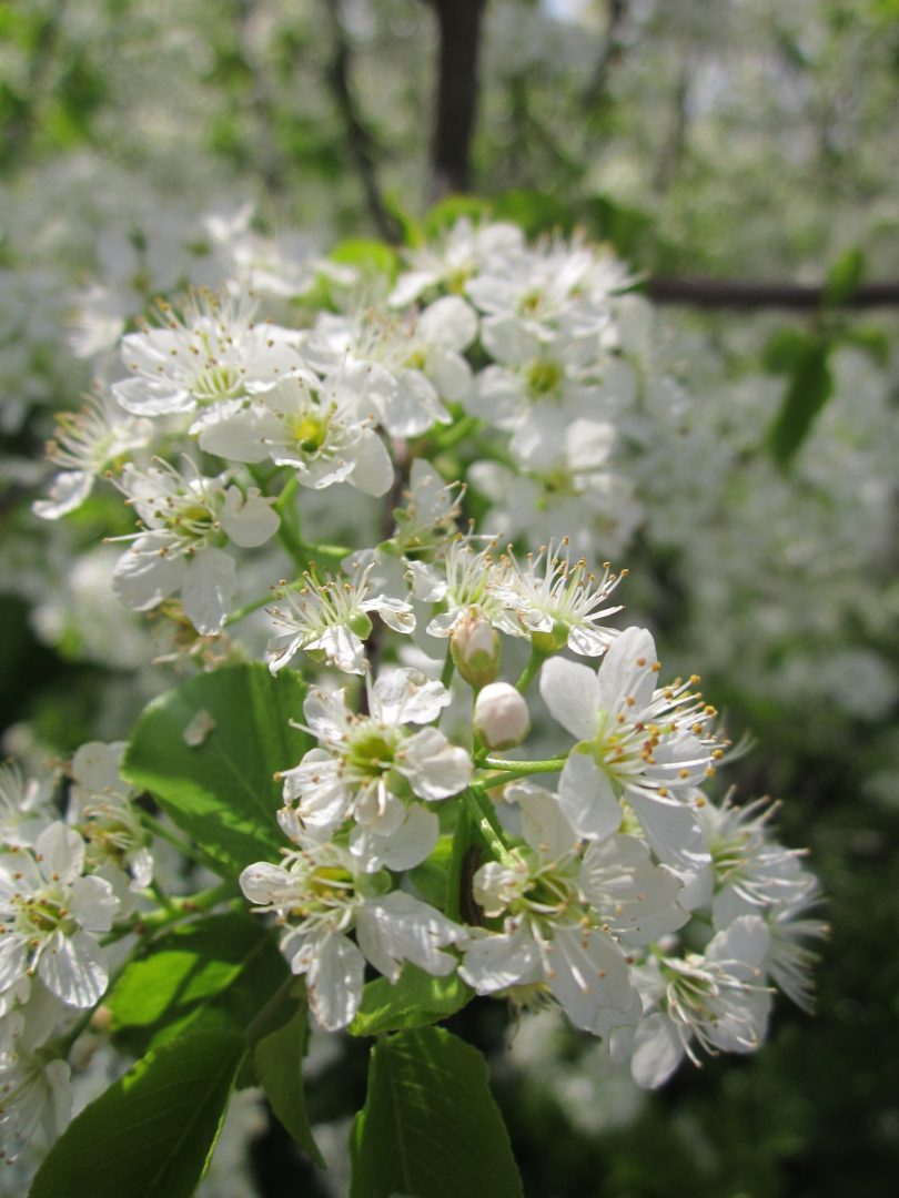 Vogelkirsche (Prunus avium)