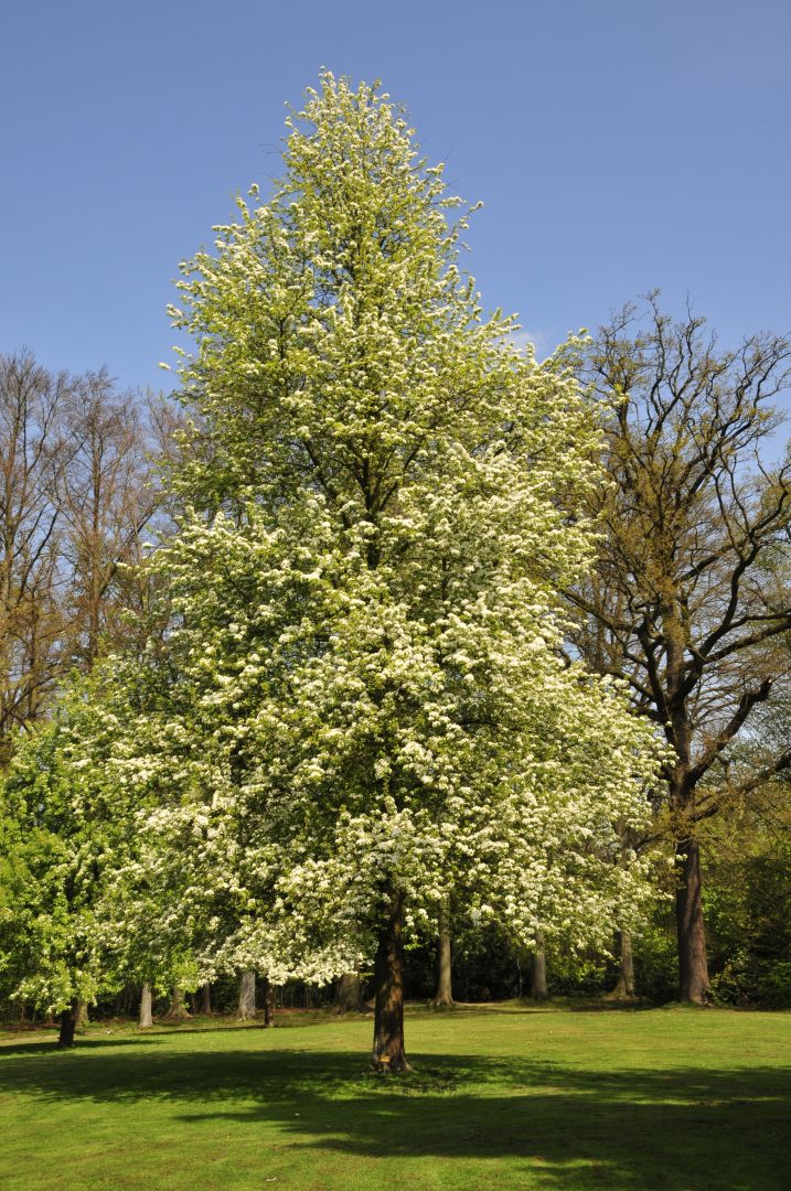 Wildbirne (Pyrus pyraster)