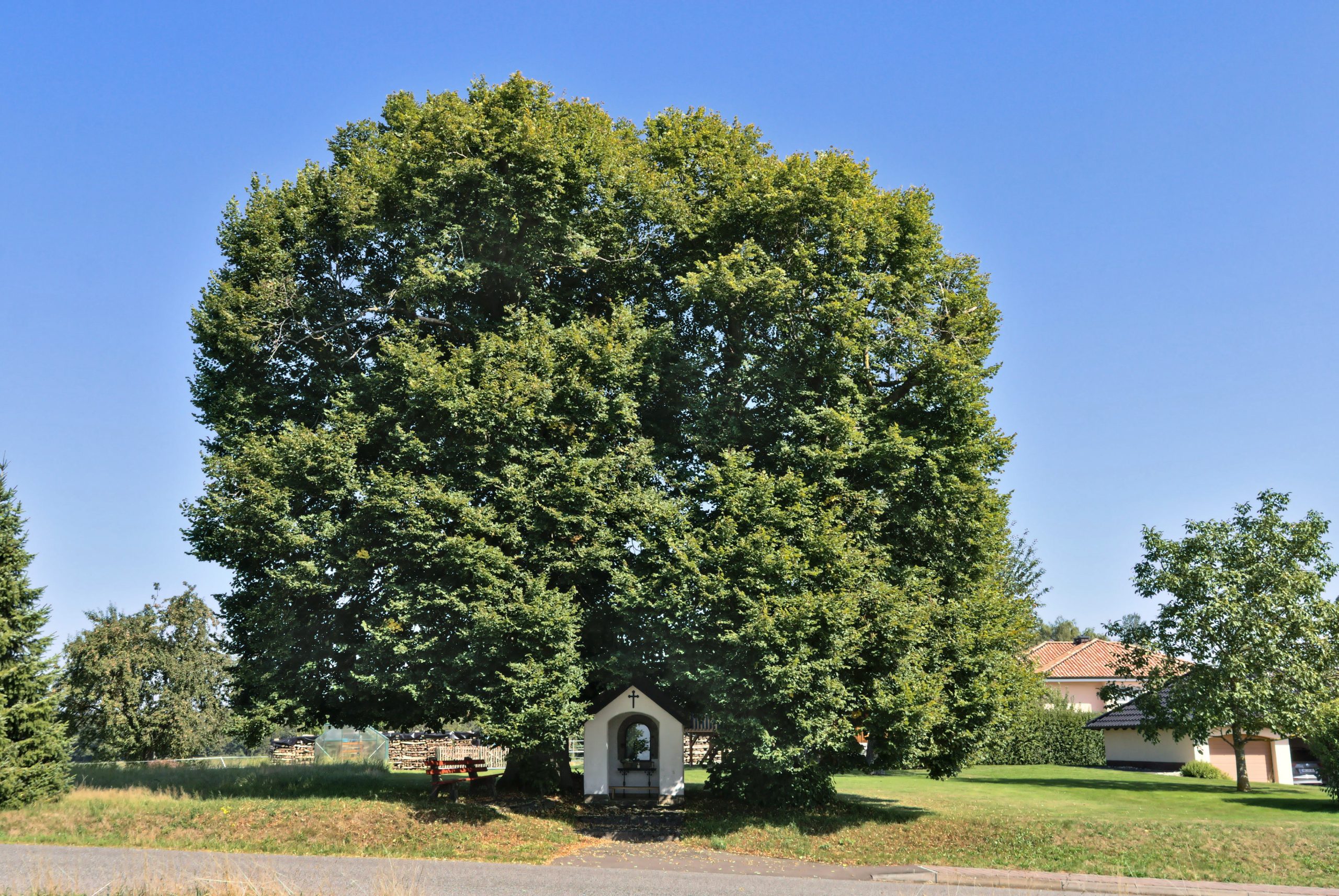 Winterlinde (Tilia cordata)